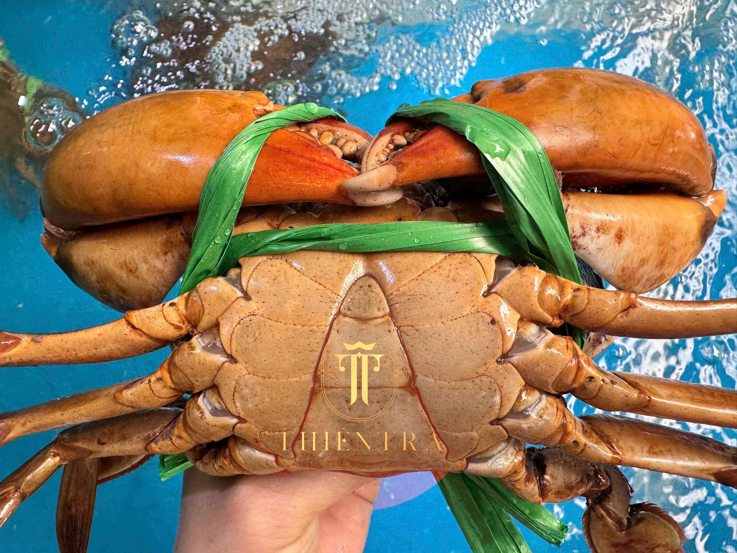 Giải Mã Giá Trị Cua Cà Mau "Lão Đại" Y9