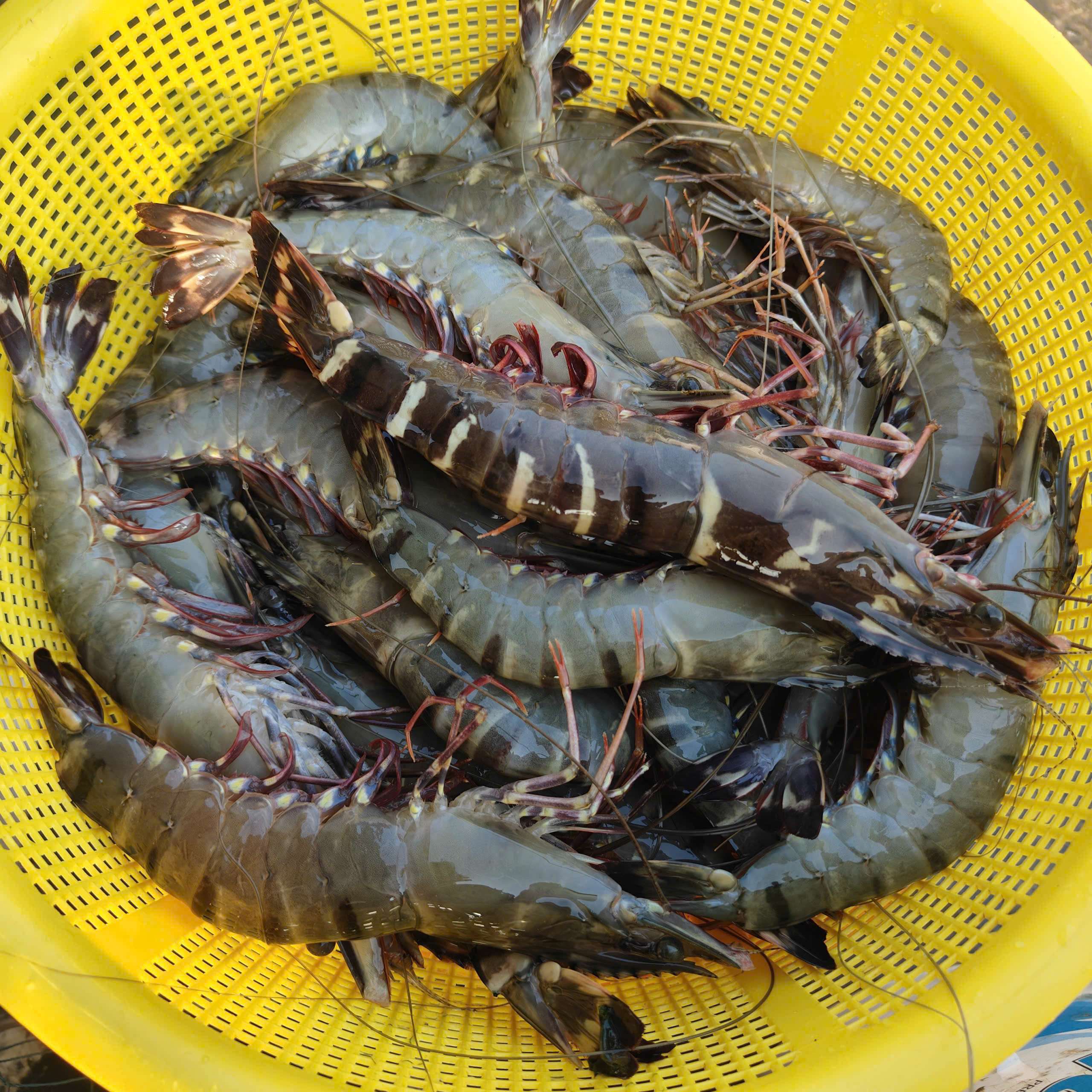 Tôm Sú Nướng Muối Ớt: Bí Quyết Từ Thiên Trà IMEX