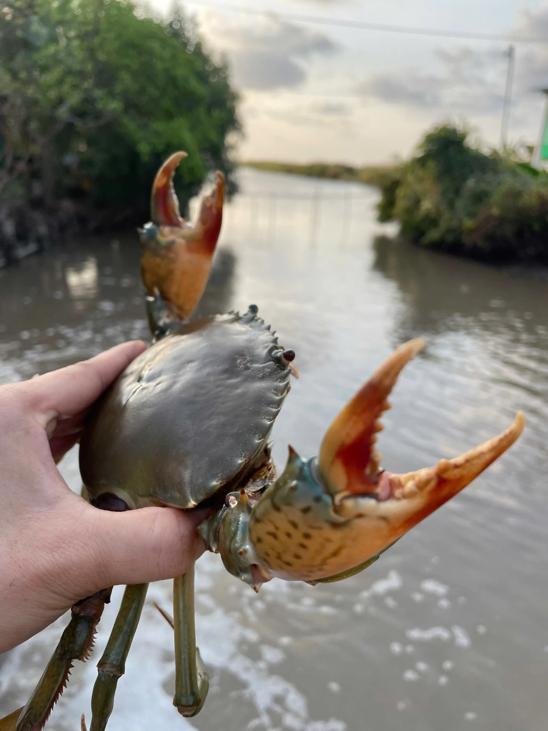 Cua Cà Mau cao cấp